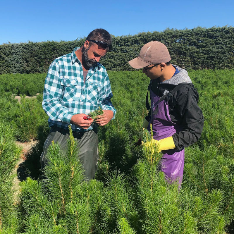 Two guys inspecting young pine trees